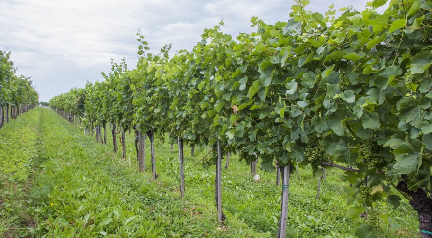 Predavanje “Zelena dela v vinogradništvu”